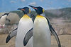 King Penguins