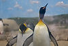 King Penguins