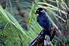 Plush-crested Jay