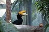 Great Hornbill