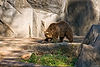 Grizzly Bear