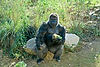 Gorilla
