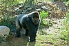 Gorilla