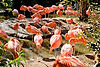 Caribbean Flamingos