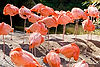 Caribbean Flamingos