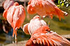 Caribbean Flamingos