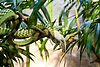 Gaboon Viper eating Mouse