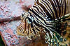 Lionfish