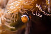 Anemone and Clownfish