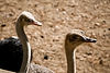 Ostriches