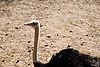 Ostrich