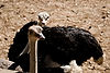 Ostriches