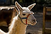 LLama