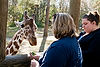 Rene & Jessica feeding Reticulated Giraffe