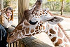 Reticulated Giraffe