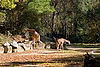 Reticulated Giraffes