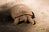 African Spurred Tortoise