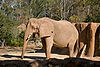 African Elephant