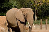 African Elephant