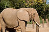 African Elephant