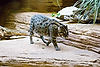Fishing Cat