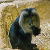 Lion Tailed Macaque