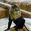Lion Tailed Macaque
