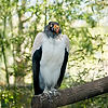 King Vulture