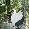 King Vulture