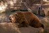 Grizzly Bear