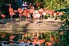 Caribbean Flamingos