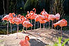 Caribbean Flamingos