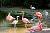 Caribbean Flamingos