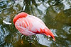 Caribbean Flamingos