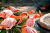 Caribbean Flamingos