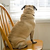 Smokey the Guard Pug