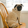 Smokey the Guard Pug