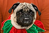 Jingle Smokey