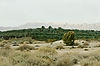 Palm Trees on Road along Dead Sea to Masada