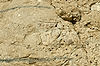 P.E.F. (Observation) Rock