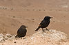 Tristram's Starling