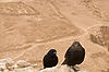 Tristram's Starling