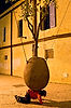 Marc under "Suspended Orange Tree"