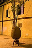 Caroline under "Suspended Orange Tree"