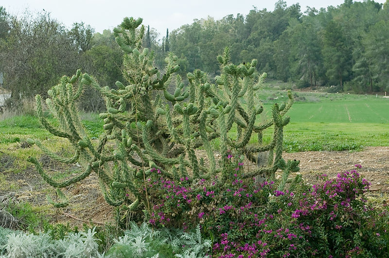 DSC_2239.jpg