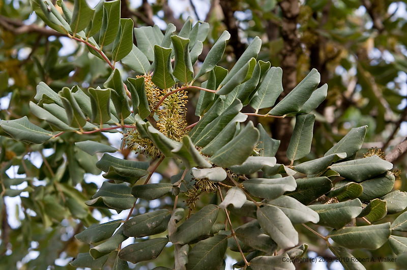 DSC_2523.jpg