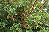 Female Carob Tree