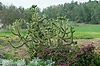 Cholla Cactus