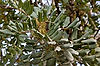 Carob Tree