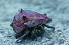 Hermit Crab in The Seas (Epcot)